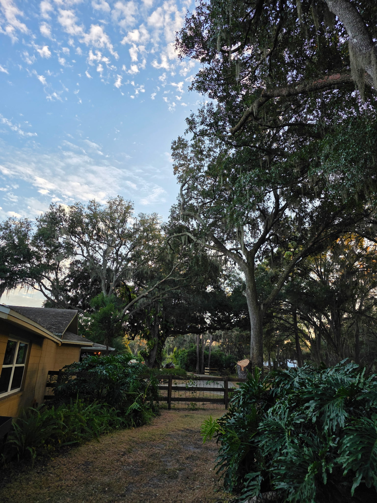 Commercial Property Tree Removal - Complete Tree Removal completed in Haines City, FL by Three Pines Tree Removal professionals