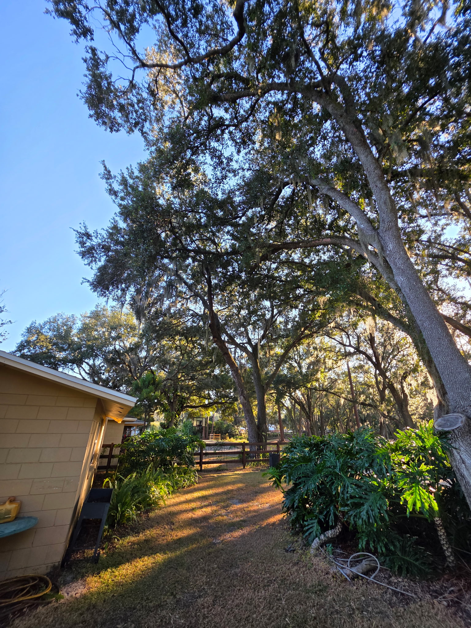 Complete Tree Removal Project - Complete Tree Removal completed in Lake Wales, FL by Three Pines Tree Removal professionals