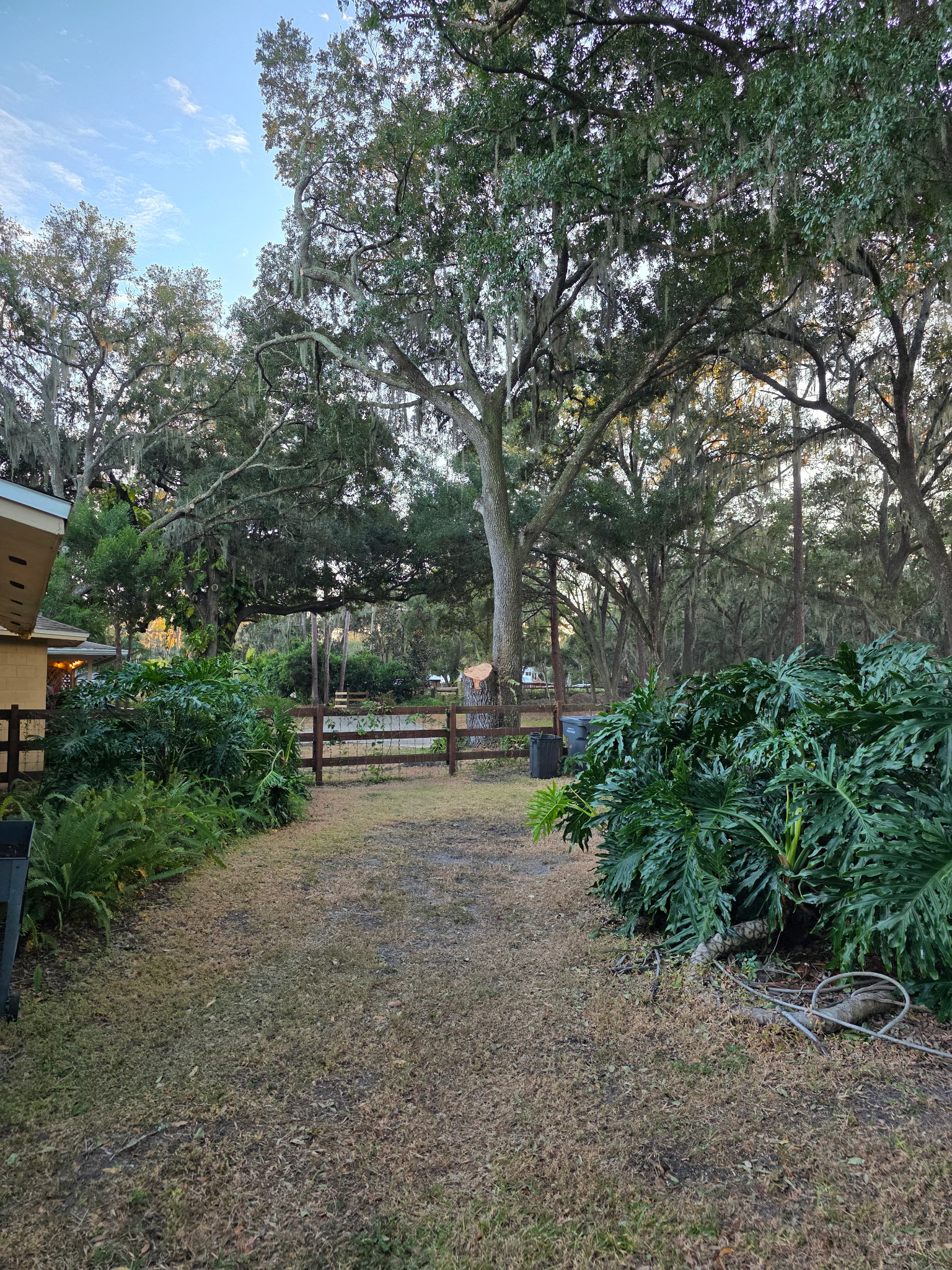 Professional Tree Services - Tree Services completed in Lakeland, FL by Three Pines Tree Removal professionals