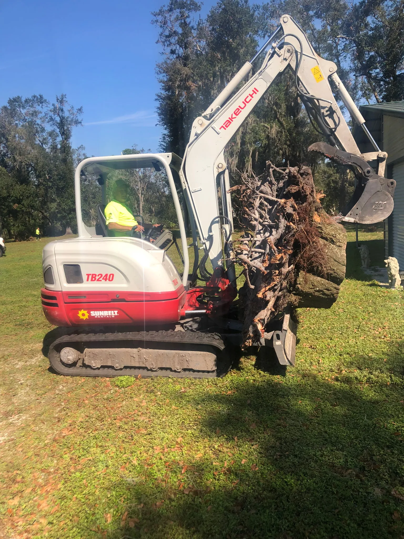 Palm Tree Cleaning - Palm Cleaning in Lakeland, FL by Three Pines Tree Removal